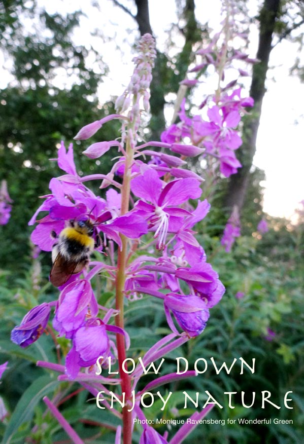 slowdown enjoy nature