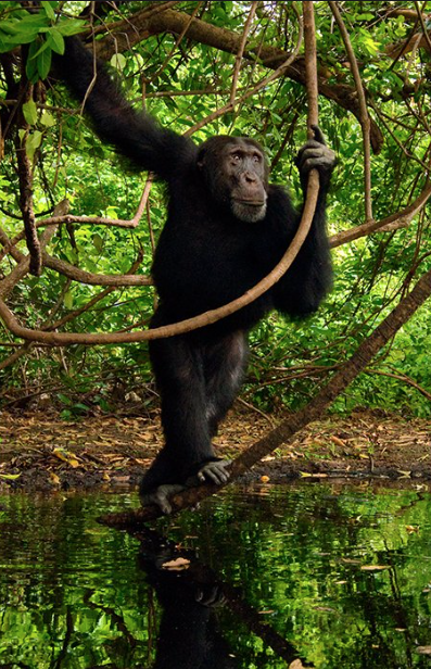 frans-lanting-chimpansee-senegal