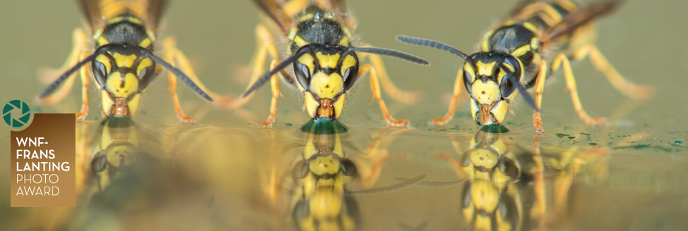 frans-lanting-photo-award