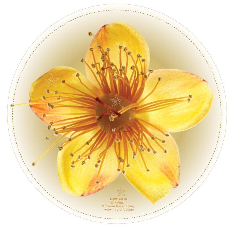 Illustration of the full moon with the the St. Johnsflower