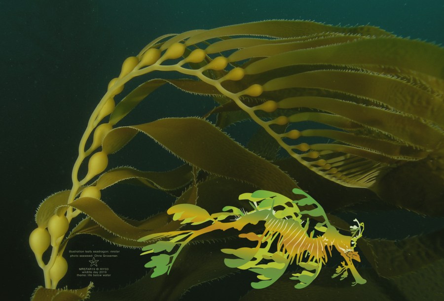 illustration of a leafy seadragon by mrstar.